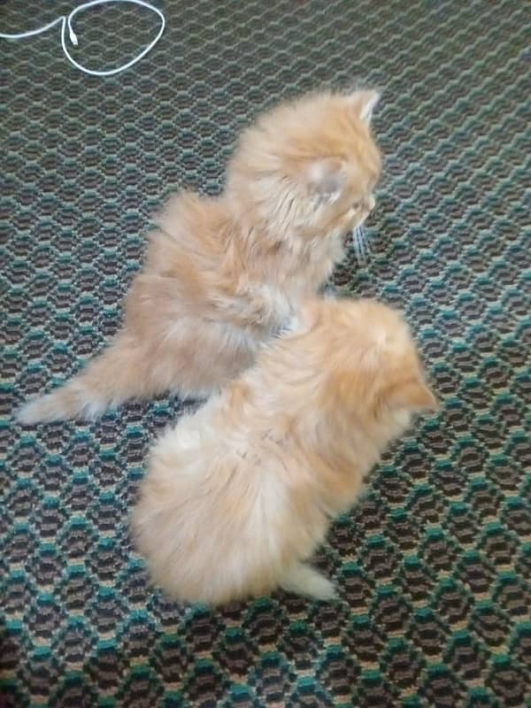 persian kitten pair 2