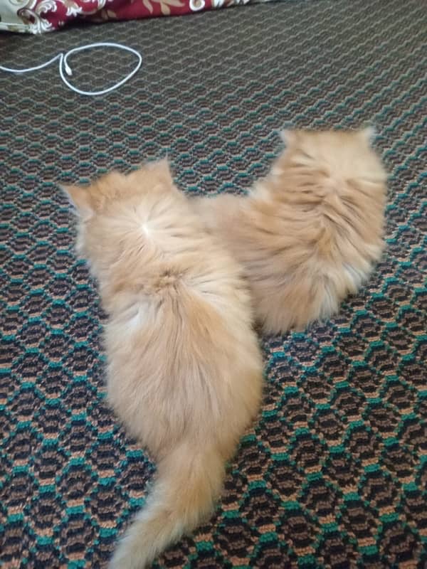 persian kitten pair 3