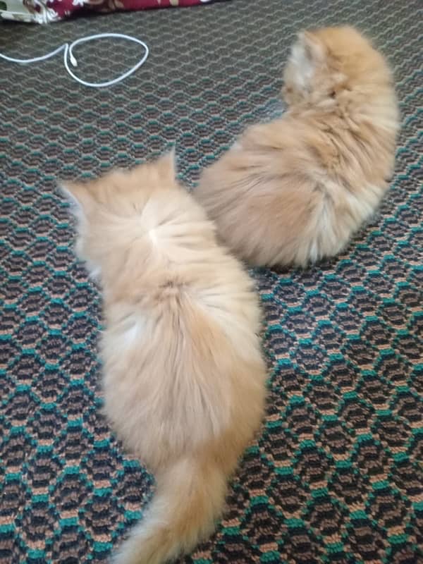 persian kitten pair 6