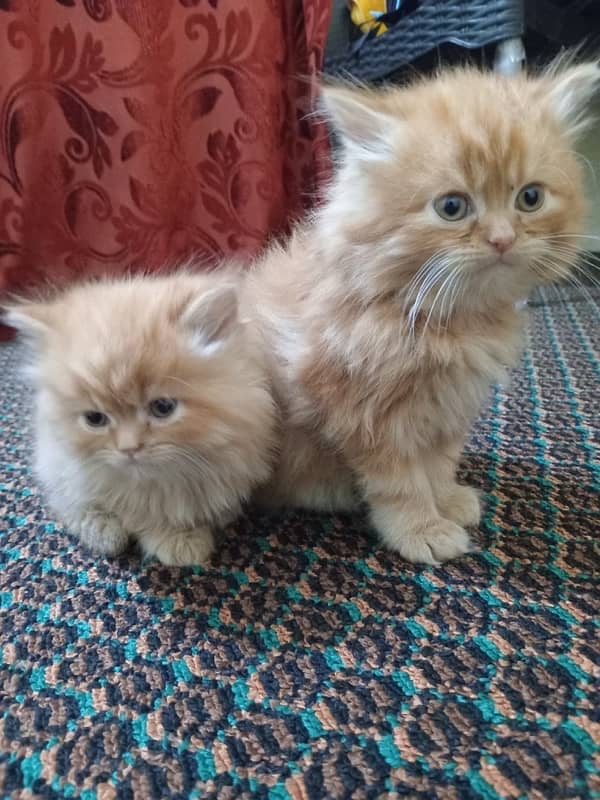 persian kitten pair 7