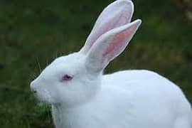 Breeder Male Rabbit,Pigeons,Australian Parrots