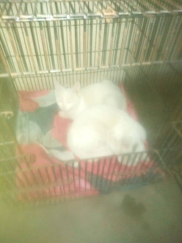 Persian cat single coat 0