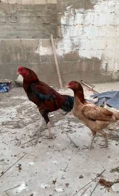 Aseel pair for sell location = Karachi landhi old muzaffarabad