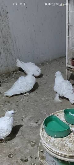 frill back frillback Male adult fancy pigeon kabotar exchange