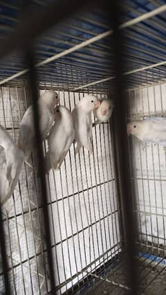 Albino, CREAMINO, Latino, green Fisher available for sale