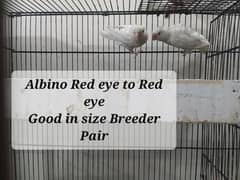 Healthy and active breeder pairs for urgent sell !!