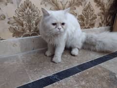 Persian Male Cat Available For Mating Blue Eyes