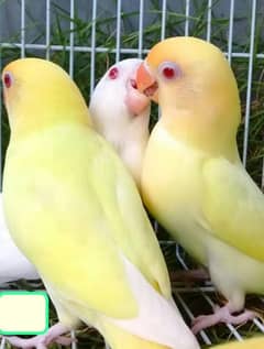 Love bird breader pair for sale