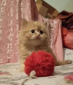 Persian kitten triple coat/ male/female available