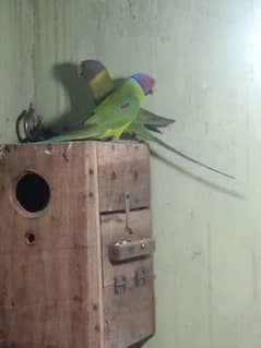 Plum headed parrot young beautiful pair