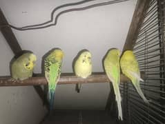 Exhibition Budgies