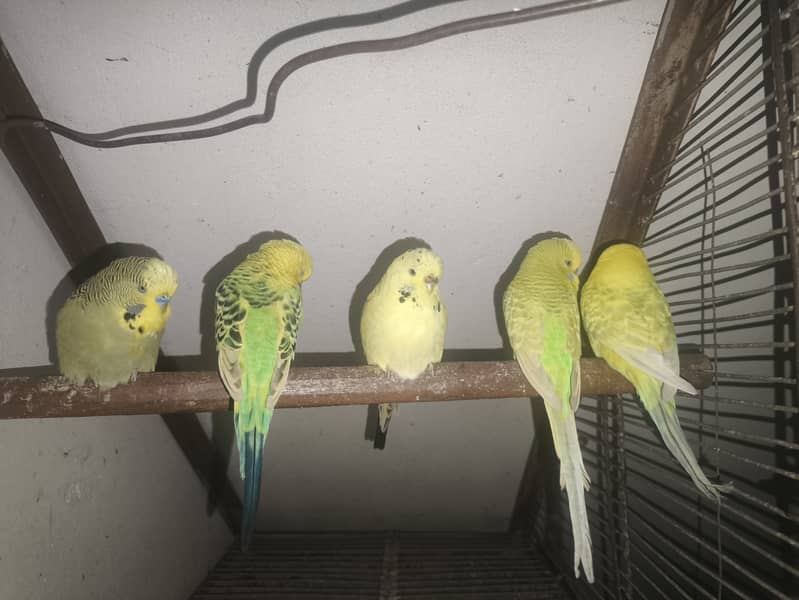 Exhibition Budgies 0