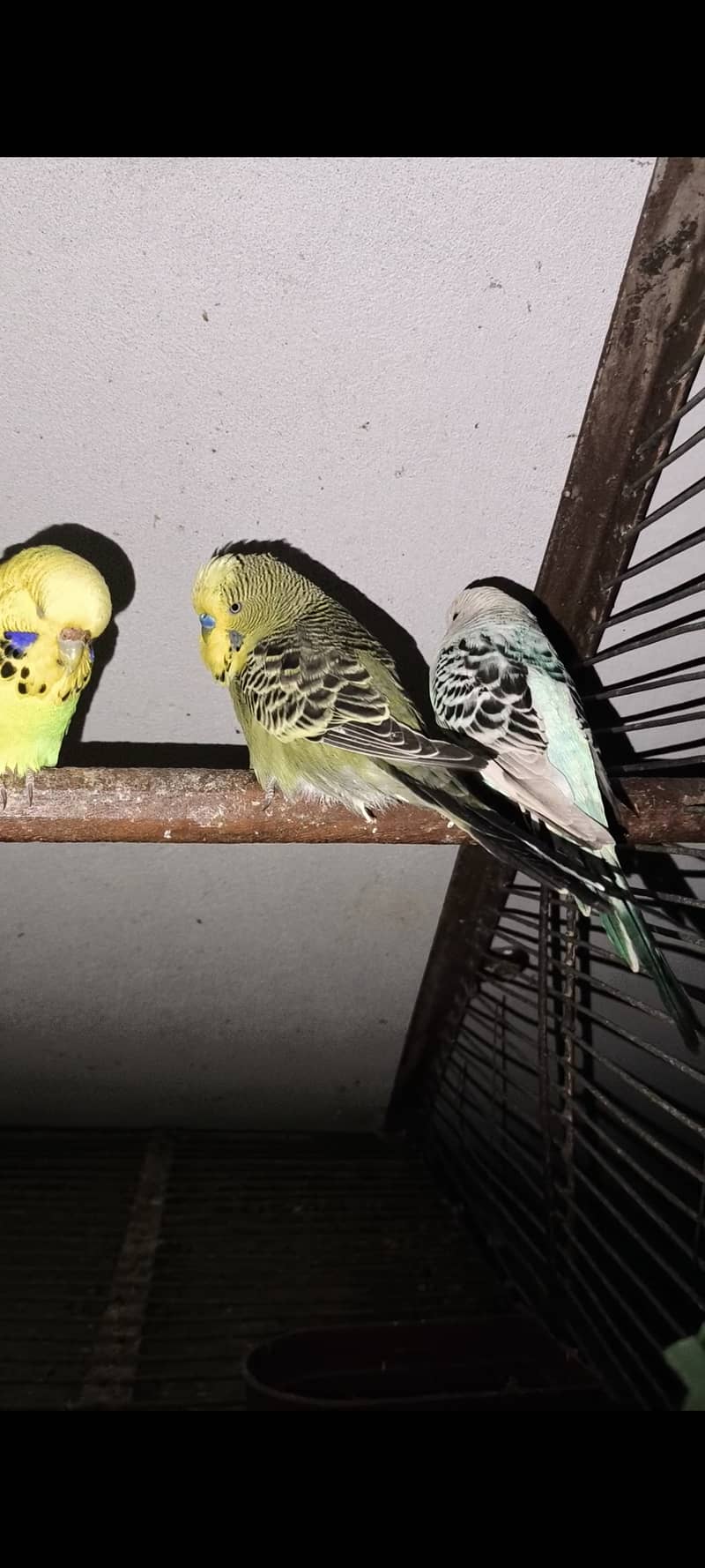 Exhibition Budgies 1