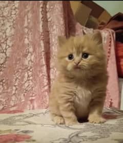 Persian kitten triple coat/ male/female available