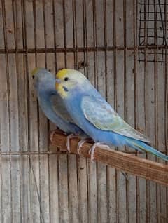 rainbow budgies