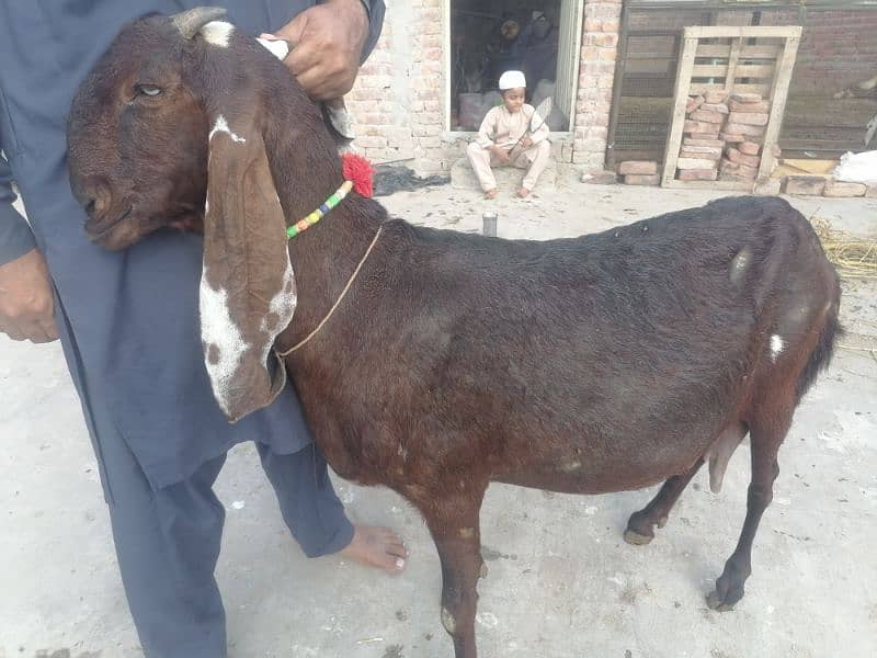 nagari gaban bakri 5