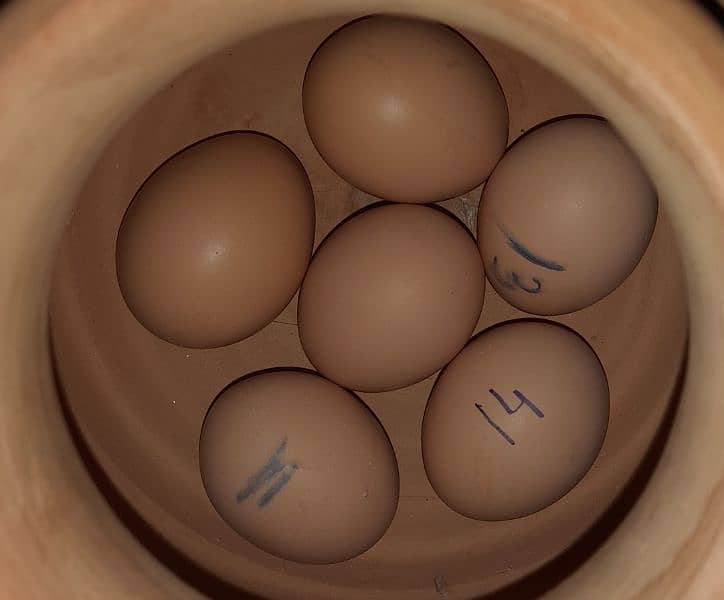 Lakhii murgii eggs 0