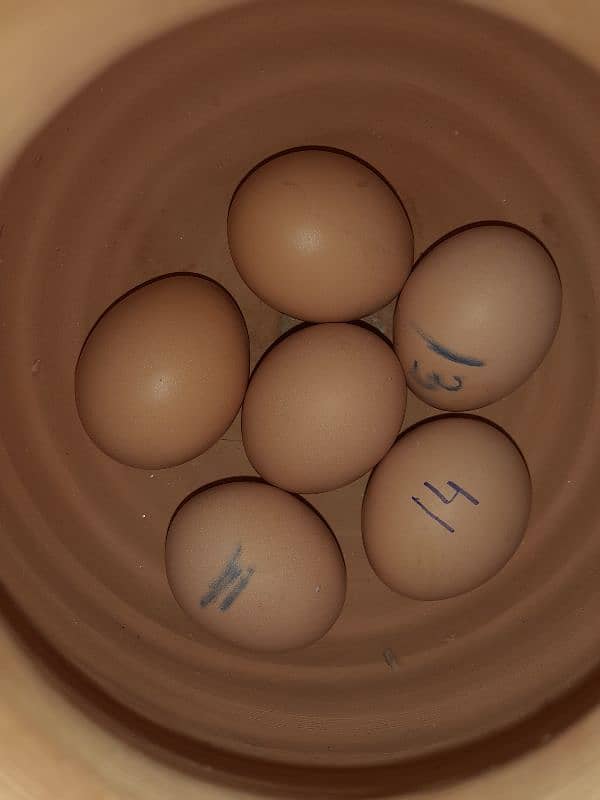 Lakhii murgii eggs 1