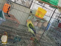 Albino, Lutino or Colour lovebirds for sale