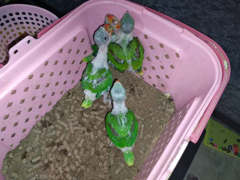 Raw Pahari Chicks Half Covered Available 0