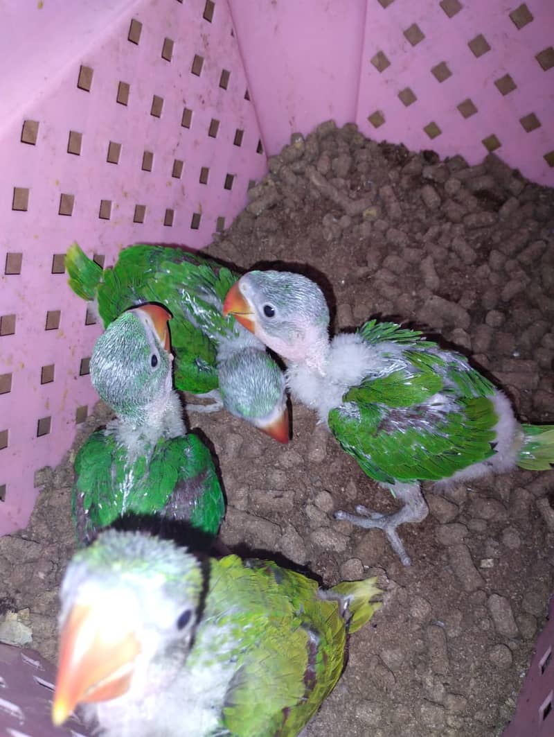 Raw Pahari Chicks Half Covered Available 1