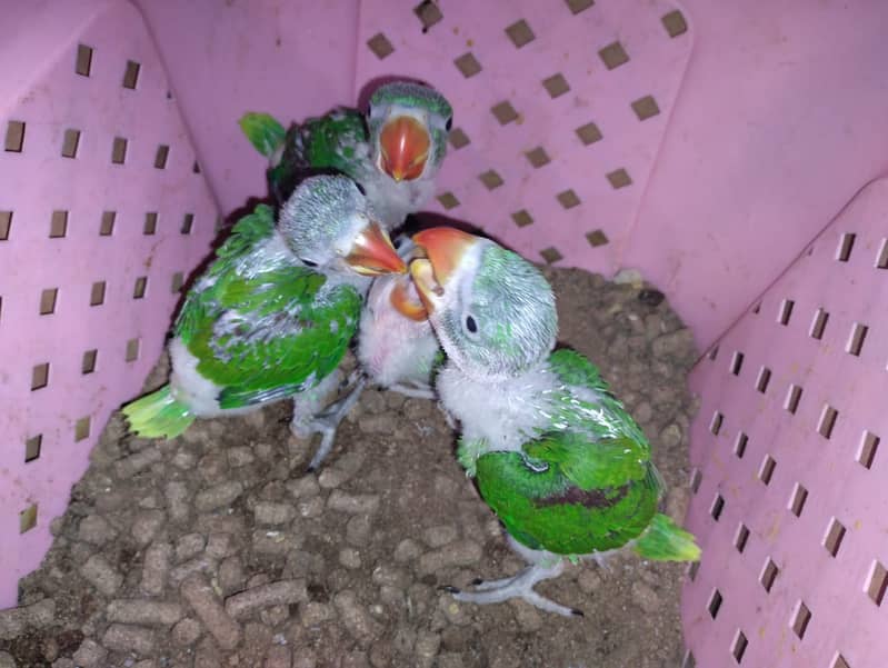 Raw Pahari Chicks Half Covered Available 2