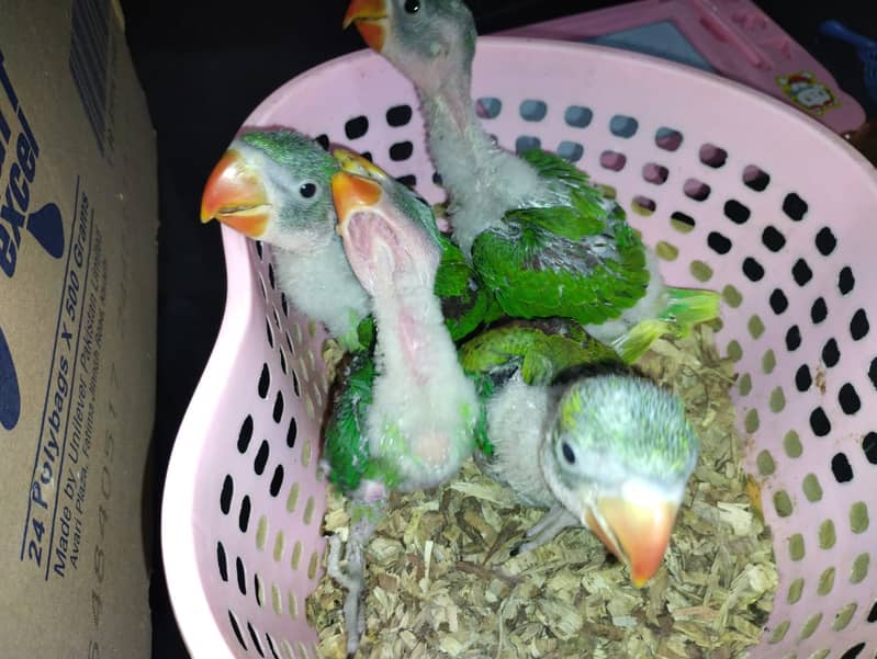 Raw Pahari Chicks Half Covered Available 3