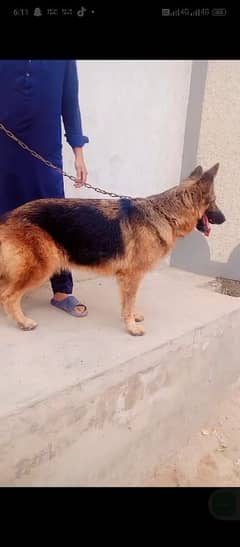 Female Breeder Pedigree GSD long coat