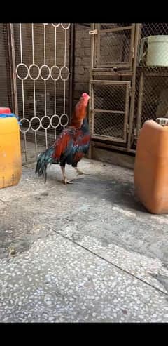 Aseel mianwali murgh (age: 6 months)