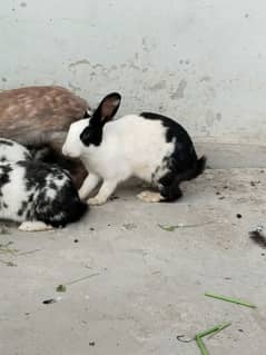 junglee rabbit for meat and small bunny for pet