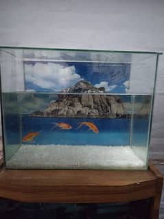 Fish Aquarium with 3 Fishes in 4800, Delivery Available 03226220992