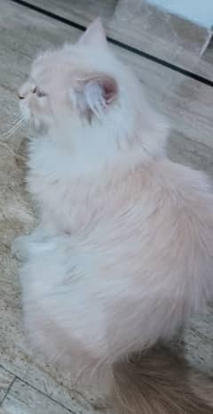 Dubal Coat Persian Cat for sale