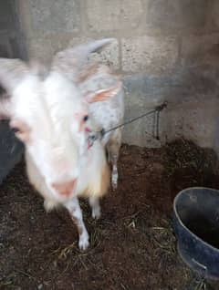 Bakra Nigerian Dwarf cross high quality breeder 6dant need cash