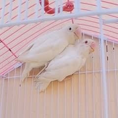 Lovebird pair in 4000 only