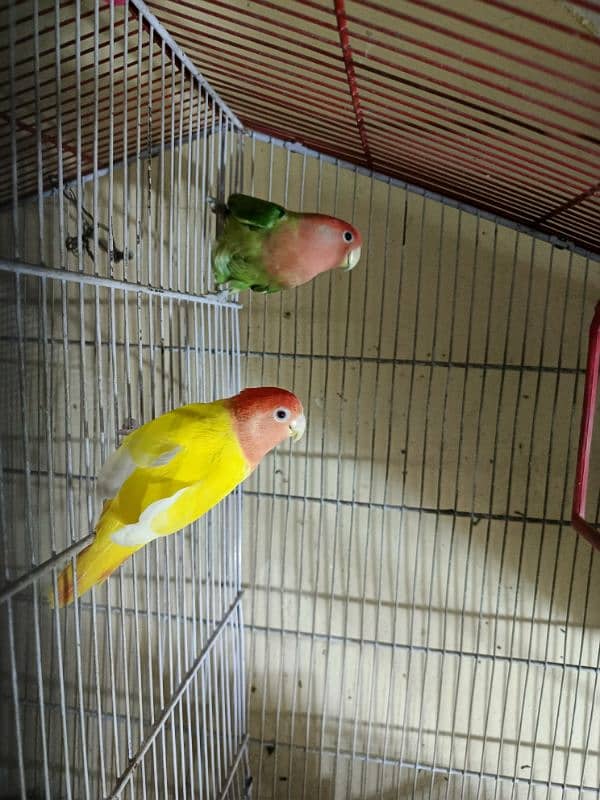 1 pair of love bird 0