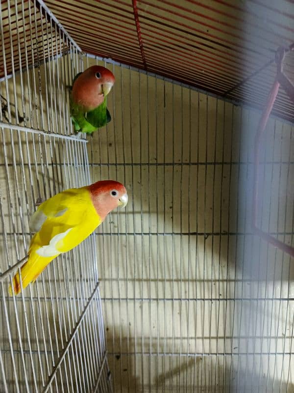 1 pair of love bird 1