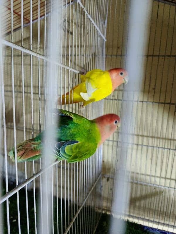 1 pair of love bird 2