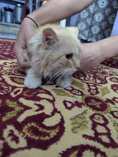 cat Male Persian