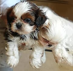 Shihtzu/toy breed male pup