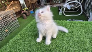 White Persian kitten