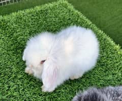 imported Fance Lop Rabbits