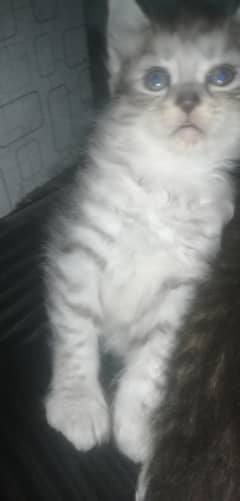 Persian kitten 2month