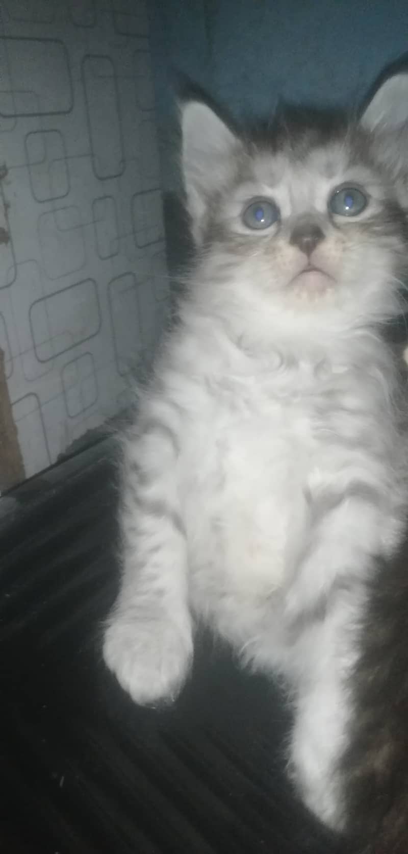 Persian kitten 2month 3