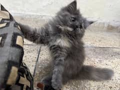 Grey Persian Kitten