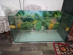 fish aquarium