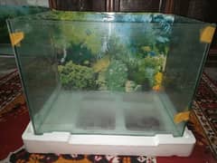 fish aquarium