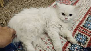 Persian cat