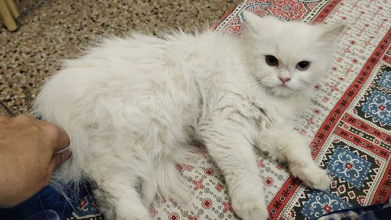 Persian cat 0