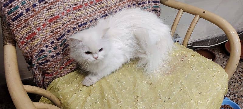 Persian cat 1