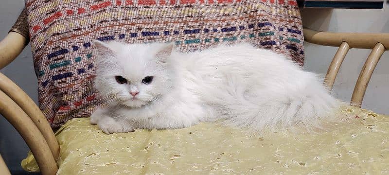 Persian cat 2